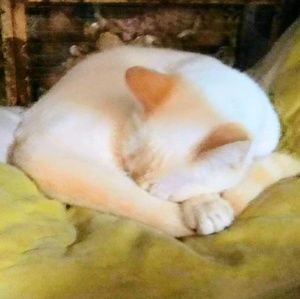 Meet your Posher, Kat